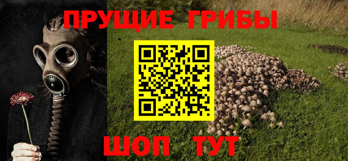 Галлюциногенные грибы Psilocybine cubensis  Вход с VPN  Чернушка  Галлюциногенные грибы Magic Shrooms 
